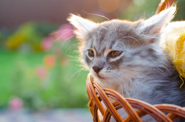 Divertente Piccolo Gatto Che Cammina All Aperto Vicino Casa — Foto Stock