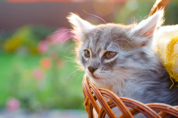 Lustige Kleine Katze Die Der Nähe Ihres Hauses Freien Spaziert — Stockfoto