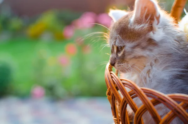 Divertente Piccolo Gatto Che Cammina All Aperto Vicino Casa — Foto Stock