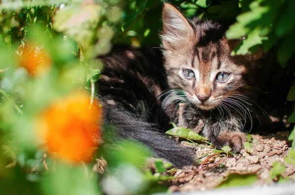 Divertido Pequeño Gato Caminando Aire Libre Cerca Casa —  Fotos de Stock