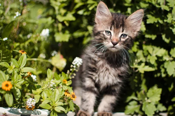 Funny Little Cat Walking Outdoors Home — Stock Photo, Image