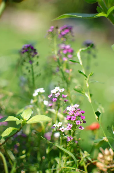 Čerstvé Divoké Květy Kvetou Poli Krásném Slunečném Letním Dni Kytici — Stock fotografie