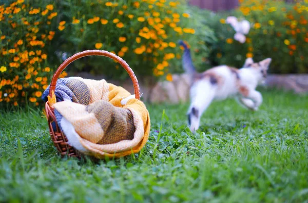 Divertente Piccolo Gatto Che Cammina All Aperto Vicino Casa Fotografia Stock