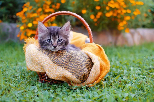 Lustige Kleine Katze Die Der Nähe Ihres Hauses Freien Spaziert lizenzfreie Stockbilder