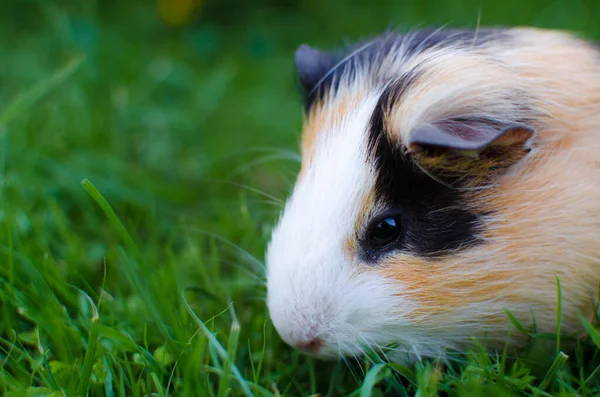 Weidende Meerschweinchen Auf Gras Einem Schönen Sonnigen Frühlingstag Mit Guter Stockbild