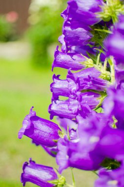 Campnula cinsinin adı Latince 