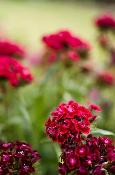 Colorful Carnation Flowers Bloom Outdoors Decorate Flower Beds Summer — Stock Photo, Image