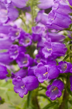 Campnula cinsinin adı Latince 