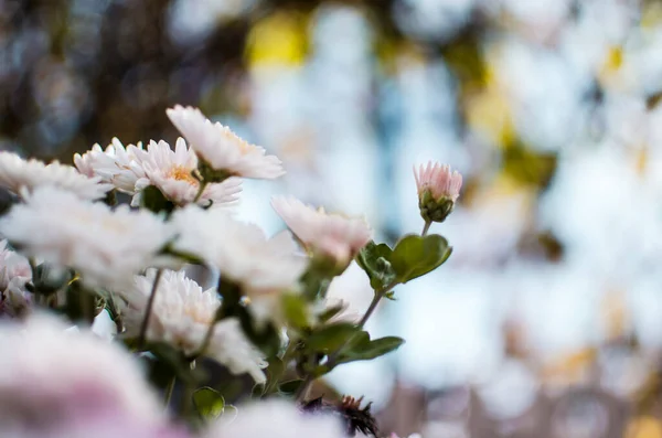 Fiori Crisantemo Autunno Crescono Nell Aria Fresca — Foto Stock