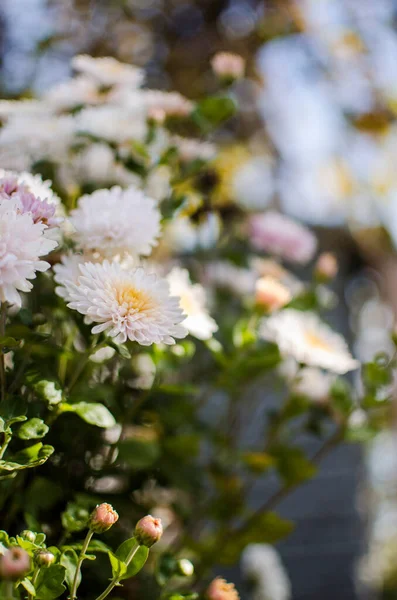 Chrysanthemenblüten Herbst Wachsen Der Frischen Luft — Stockfoto
