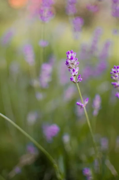 Gentle purple lavender flowers grow on the field outdoors for a bouquet or wallpaper