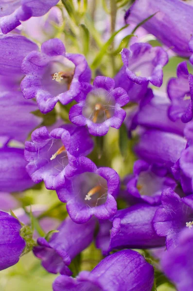 Campnula Name Genus Comes Latin Word Meaning Bell Associated Shape — Stock Photo, Image