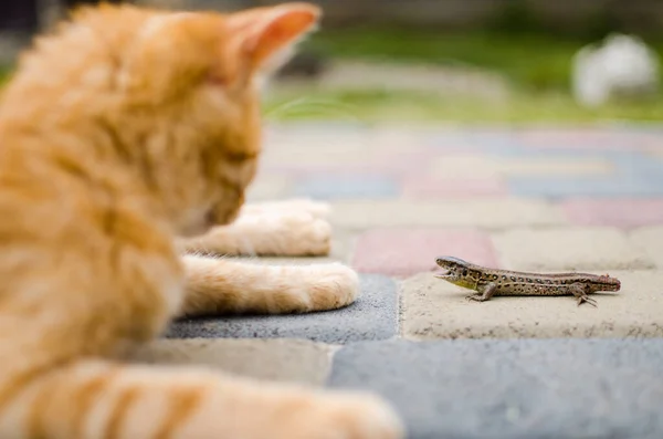 Grappige Kleine Kat Wandelen Buiten Buurt Van Huis — Stockfoto