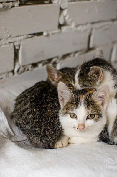 Rolig Liten Katt Utomhus Nära Hemmet — Stockfoto