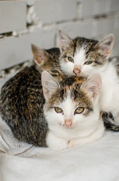 Rolig Liten Katt Utomhus Nära Hemmet — Stockfoto