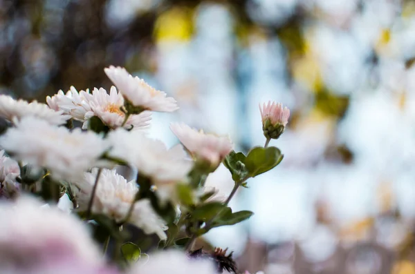 Sonbahar Kasımpatı Çiçekleri Taze Havada Yetişir — Stok fotoğraf
