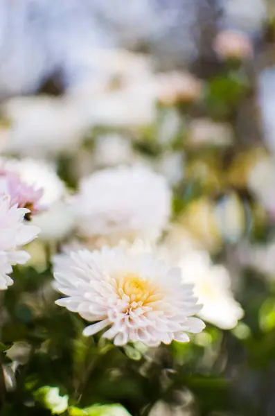 Jesienne Kwiaty Chryzantemy Rosną Świeżym Powietrzu — Zdjęcie stockowe