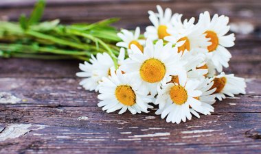 Güneşli bir yaz gününde açık havada güzel taze papatyalar açar.