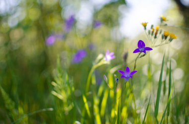 Campnula cinsinin adı Latince 