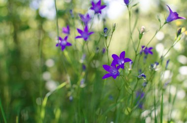 Campnula cinsinin adı Latince 