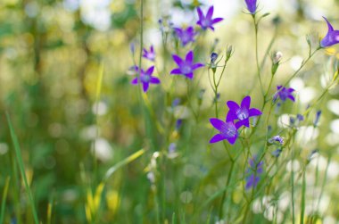 Campnula cinsinin adı Latince 