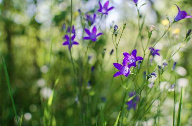 Campnula cinsinin adı Latince 