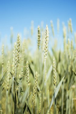 Açık havada yetişen buğday başakları, iyi hasat, sınırlı bir zemin üzerinde çok un ve ekmek.