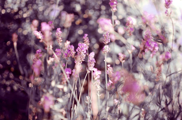 Ніжні Фіолетові Квіти Лаванди Ростуть Полі Відкритому Повітрі Букета Або — стокове фото