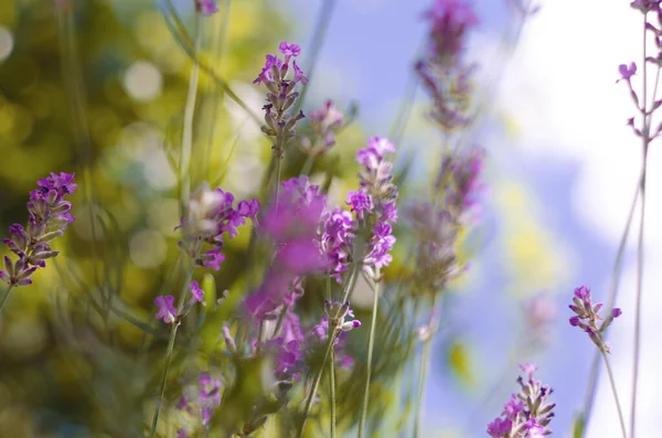 Gentle purple lavender flowers grow on the field outdoors for a bouquet or wallpaper