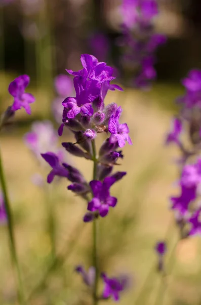 Flores Lavanda Púrpura Suave Crecen Campo Aire Libre Para Ramo — Foto de Stock