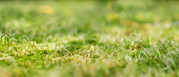 Φρέσκο Ζουμερό Πράσινο Γρασίδι Για Καλοκαιρινό Φόντο — Φωτογραφία Αρχείου