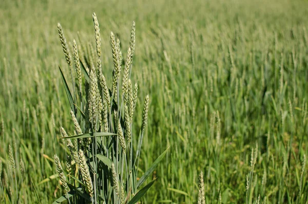 屋外で成長する小麦の小穂 良い収穫 限られた背景にある非常に小麦粉とパン — ストック写真