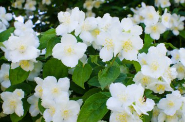 Zarif beyaz yasemin çiçekleri güzel aroma ve rahatlama için açık havada ya da kaplıcadaki bir odada