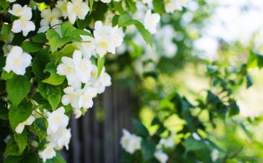 Zarif beyaz yasemin çiçekleri güzel aroma ve rahatlama için açık havada ya da kaplıcadaki bir odada