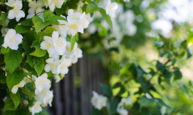 Zarif beyaz yasemin çiçekleri güzel aroma ve rahatlama için açık havada ya da kaplıcadaki bir odada