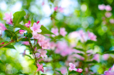 Zarif beyaz yasemin çiçekleri güzel aroma ve rahatlama için açık havada ya da kaplıcadaki bir odada