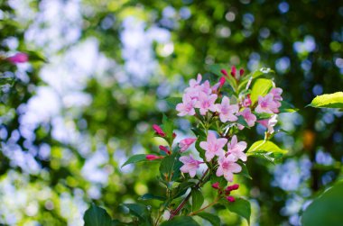 Zarif beyaz yasemin çiçekleri güzel aroma ve rahatlama için açık havada ya da kaplıcadaki bir odada
