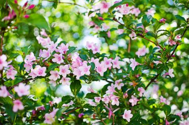 Zarif beyaz yasemin çiçekleri güzel aroma ve rahatlama için açık havada ya da kaplıcadaki bir odada