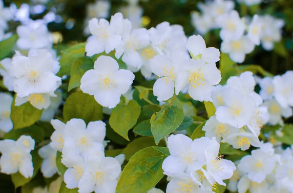 Нежные Белые Цветы Жасмина Хорошего Аромата Отдыха Открытом Воздухе Комнате — стоковое фото