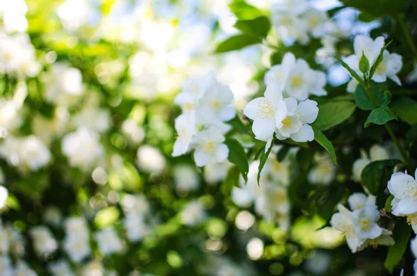 Fleurs Jasmin Blanc Délicates Pour Bon Arôme Détente Extérieur Dans — Photo