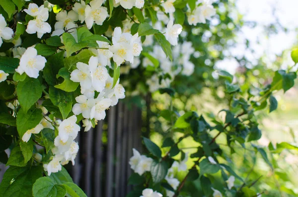 Нежные Белые Цветы Жасмина Хорошего Аромата Отдыха Открытом Воздухе Комнате — стоковое фото