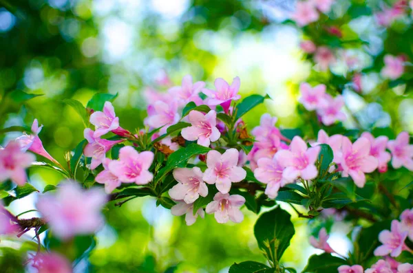 Jemné Bílé Jasmínové Květy Pro Dobrou Vůni Relaxaci Venku Nebo — Stock fotografie