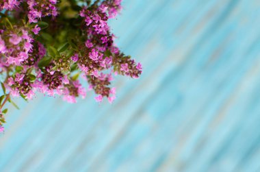 Kekik, labiat familyasından bir çalılık cinsidir. Anavatan Grönland, Avrupa, Kuzey Afrika ve Asya 'nın ılıman bölgeleridir.