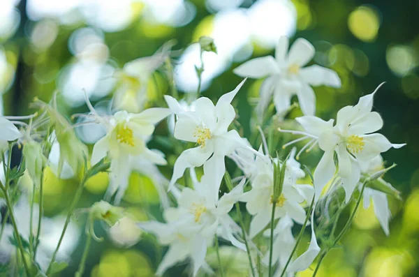 Beautiful Aquilegia Flowers Bloom Outdoors Spring Bouquets Flower Bed Decorations — Stock Photo, Image