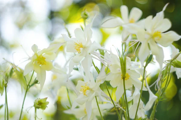 Beautiful Aquilegia Flowers Bloom Outdoors Spring Bouquets Flower Bed Decorations — Stock Photo, Image