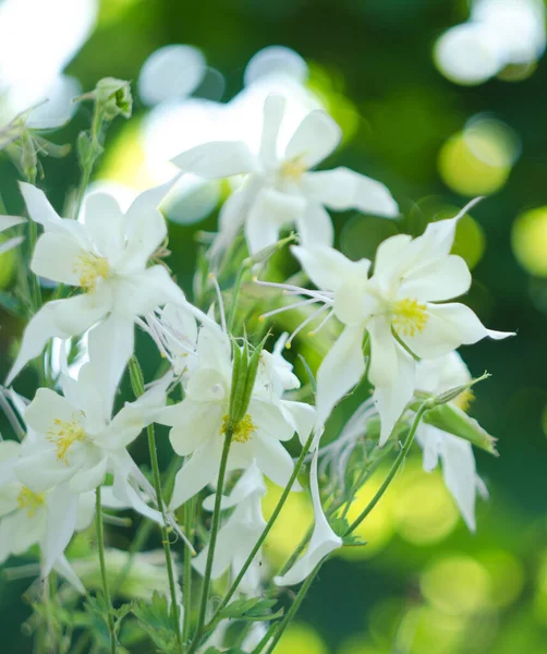 Krásná Aquilegia Květiny Kvést Venku Jaře Pro Kytice Květinové Záhony — Stock fotografie