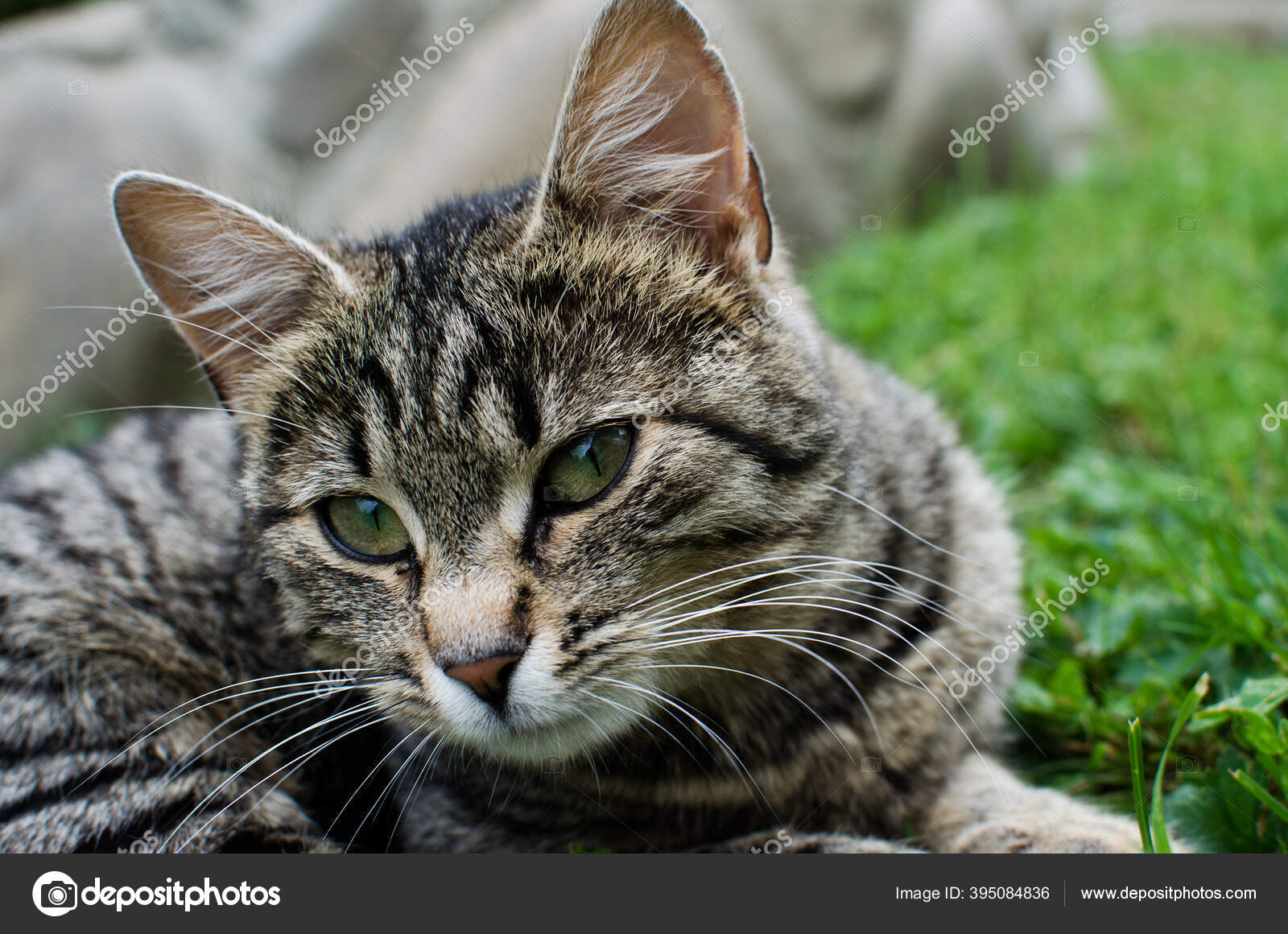 Kucing Kecil Lucu Berjalan Luar Rumah Stok Foto C Galyna0404 395084836