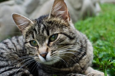 Komik küçük kedi evin yakınlarında yürüyor.