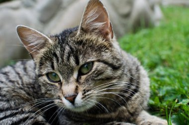 Komik küçük kedi evin yakınlarında yürüyor.