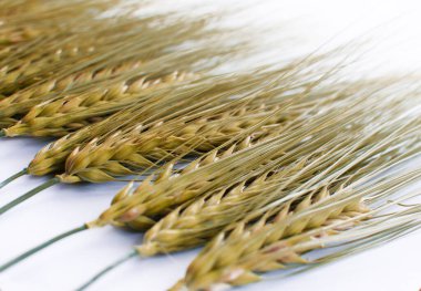 Açık havada yetişen buğday başakları, iyi hasat, sınırlı bir zemin üzerinde çok un ve ekmek.